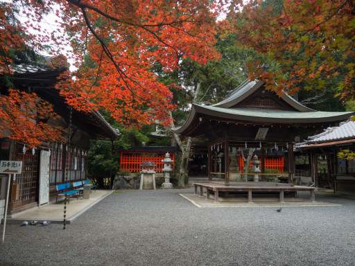 紅葉 三宅八幡宮(京都市左京区) 紅葉 三宅八幡宮(京都市左京区)