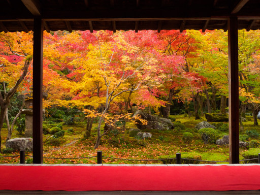 紅葉 圓光寺(京都市左京区) 紅葉 圓光寺(京都市左京区)
