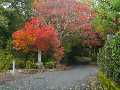 紅葉 曼殊院門跡(京都市左京区) 紅葉 曼殊院門跡(京都市左京区)
