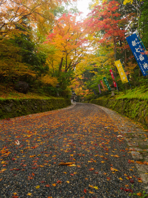 紅葉 赤山禅院(京都市左京区) 紅葉 赤山禅院(京都市左京区)