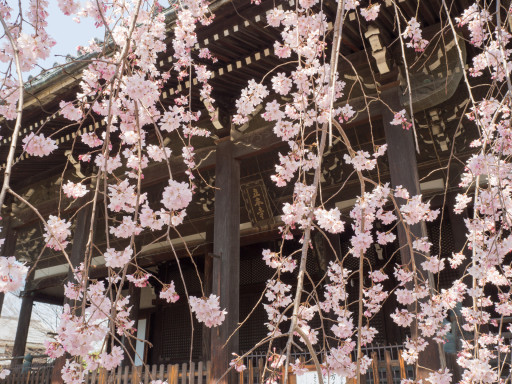 桜 立本寺(京都市上京区) 桜 立本寺(京都市上京区)