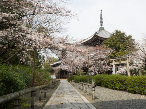 桜 本法寺(京都市上京区) 桜 本法寺(京都市上京区)