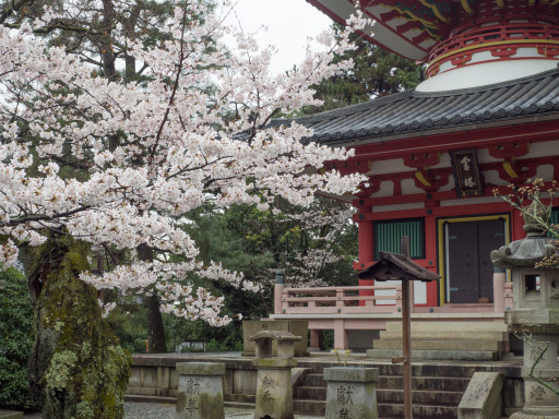 桜 知恩院(京都市東山区) 桜 知恩院(京都市東山区)
