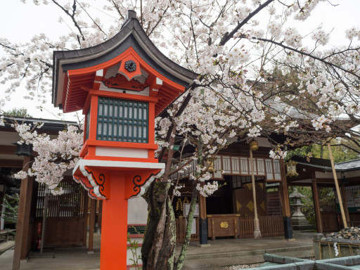 桜 車折神社(京都市右京区) 桜 車折神社(京都市右京区)