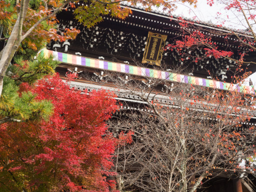 紅葉 金戒光明寺(京都市左京区) 紅葉 金戒光明寺(京都市左京区)