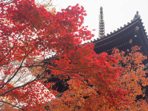 紅葉 真正極楽寺 真如堂(京都市左京区) 紅葉 真正極楽寺 真如堂(京都市左京区)