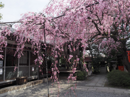 桜(早咲き) 水火天満宮(京都市上京区) 桜(早咲き) 水火天満宮(京都市上京区)