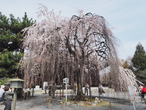 桜(早咲き) 千本釈迦堂 大報恩寺(京都市上京区) 桜(早咲き) 千本釈迦堂 大報恩寺(京都市上京区)