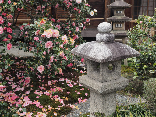 散椿 地蔵院(椿寺)(京都市北区) 散椿 地蔵院(椿寺)(京都市北区)