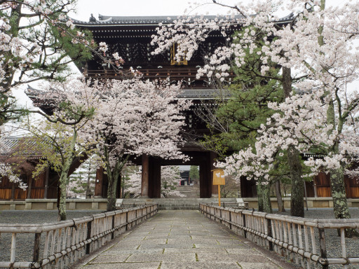 桜 金戒光明寺(京都市左京区) 桜 金戒光明寺(京都市左京区)