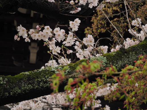 桜 真正極楽寺 真如堂(京都市左京区) 桜 真正極楽寺 真如堂(京都市左京区)