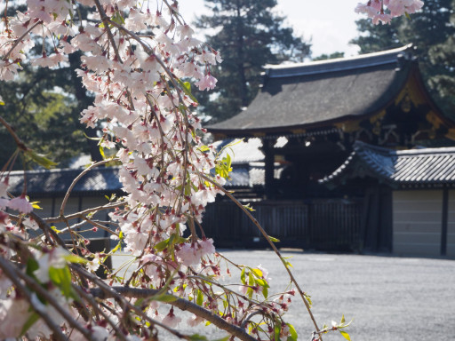 桜(遅咲き) 京都御苑(京都市上京区) 桜(遅咲き) 京都御苑(京都市上京区)