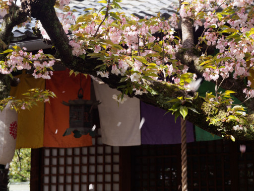 桜散る 雨宝院(京都市上京区) 桜散る 雨宝院(京都市上京区)