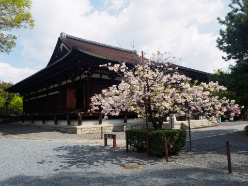 桜(遅咲き) 千本釈迦堂 大報恩寺(京都市上京区) 桜(遅咲き) 千本釈迦堂 大報恩寺(京都市上京区)