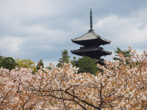 桜(遅咲き) 仁和寺(京都市右京区) 桜(遅咲き) 仁和寺(京都市右京区)